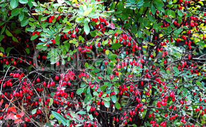 Bush of ripe barberry