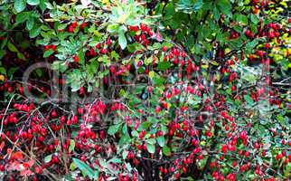 Bush of ripe barberry