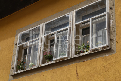 Old windows with flowers on the windowsill
