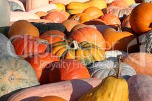 Fresh healthy bio pumpkins on farmer agricultural market at autumn