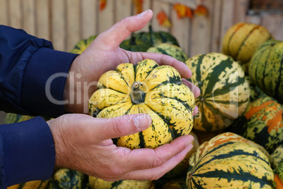 Pumpkin on the farm market. Hands take a pumpkin