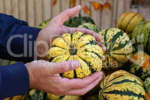 Pumpkin on the farm market. Hands take a pumpkin