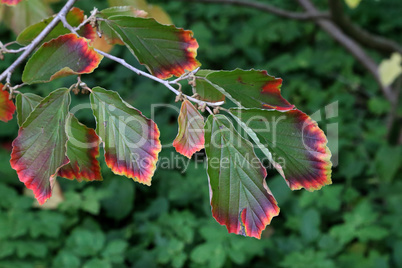 Beautiful colored leaves of the Chinese walnut tree