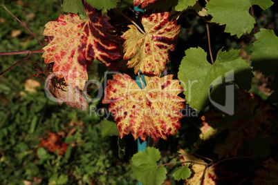 Bright autumn grape leaves in the vineyard