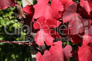 Bright autumn grape leaves in the vineyard
