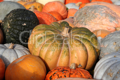 Fresh healthy bio pumpkins on farmer agricultural market at autumn