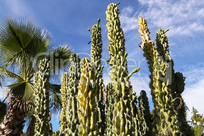 Huge cacti on a background of blue sky