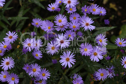 Cute purple autumn asters bloom in August and September