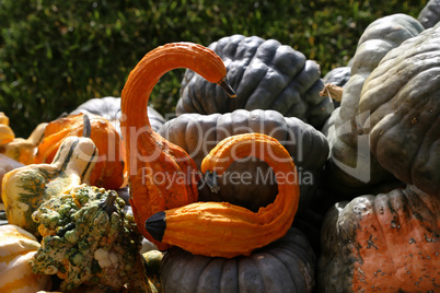 Orange decorative pumpkin in the form of a bird