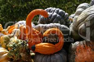 Orange decorative pumpkin in the form of a bird