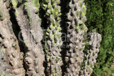 Green cactus plant on full flame background
