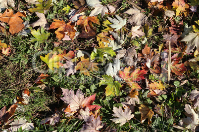 Autumn maple leaves lie on the forest