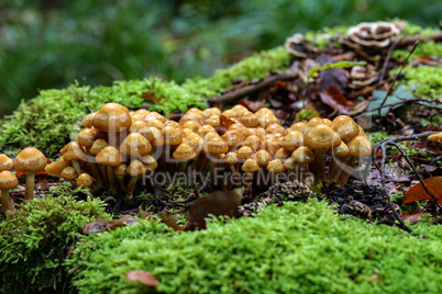 the image shows some kuehneromyces in a wood