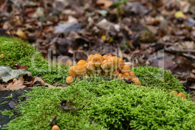 the image shows some kuehneromyces in a wood
