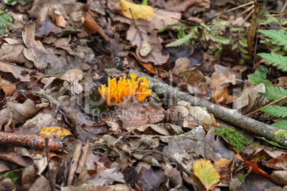 Calocera viscosa, commonly known as the yellow stagshorn