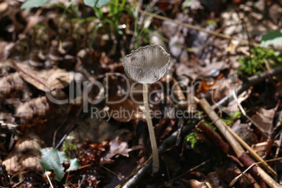 Beautiful mushrooms with a transparent hat in the forest