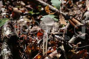 Beautiful mushrooms with a transparent hat in the forest
