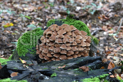 A pile of mushrooms grows on an old stump