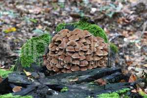 A pile of mushrooms grows on an old stump