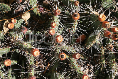 Closeup view of green cactus as a background