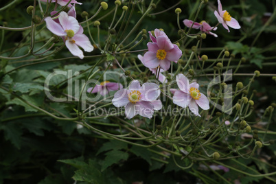 Lovely Anemone Hupehensis Japonica flowers also known as Rosenschale