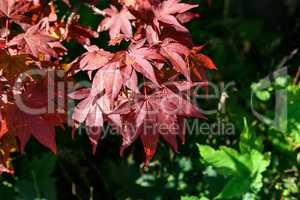 Red autumn maple leaves on a green background
