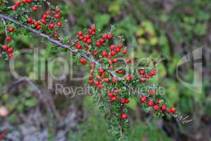 Beautiful red berries ripen on the branches