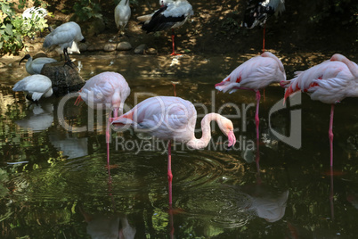 Pink flamingo standing in water with reflection