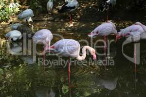 Pink flamingo standing in water with reflection