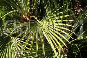 Green Tropical Palm leaves in the garden