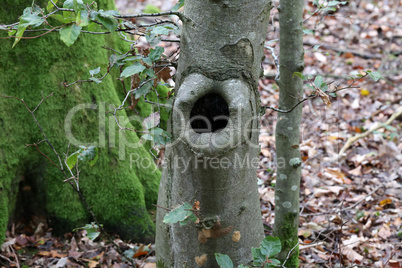 Hollow in the trunk of a tree in the forest
