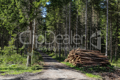 Forest road with logs on the side of the road