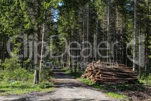 Forest road with logs on the side of the road