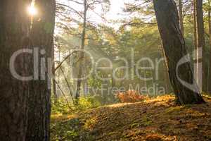 sun rays in a forest in autumnal colors