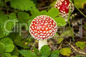 fly agaric, mushroom in a forest