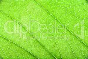 Closeup texture of a green leaf of a tree