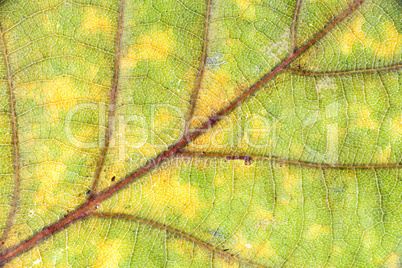 Closeup texture of a green leaf of a tree