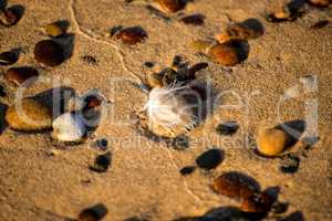 pebbles stones on a sandy beach with feather