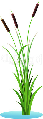 Cluster of three cattails reed stalks with leaves plant with grass in the water. Transparent vector isolated on white background