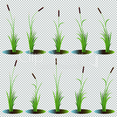 Set of 10 variety reeds with leaves on stem. Reed bulrush plants. Flat vector illustration isolated on transparent background. Clip art for decorate cartoon