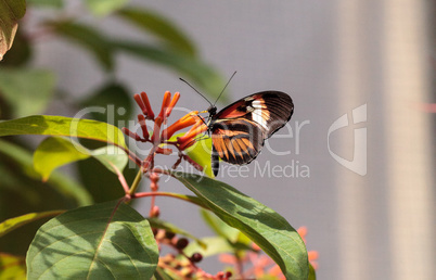 Piano key butterfly Heliconius melpomene