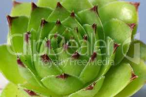 Sempervivum flower - Flowering sempervivum in macro shot