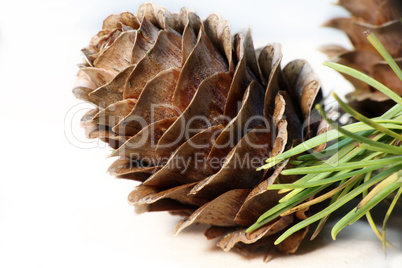Fir cone on a white background close-up