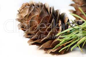 Fir cone on a white background close-up