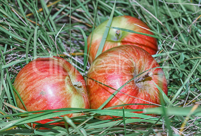 Apples in the grass