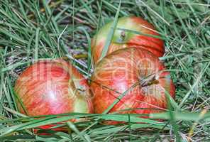 Apples in the grass