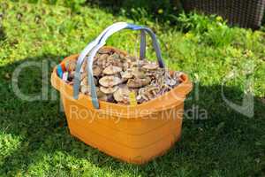 The complete basket of freshly picked mushrooms stands in the grass