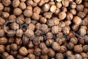 Natural walnut in shell background pattern texture