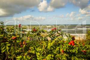 Baltic sea coast in autumn with planting of potato roses