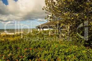 Baltic sea coast in autumn with planting of potato roses